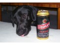 Pes přítel piva